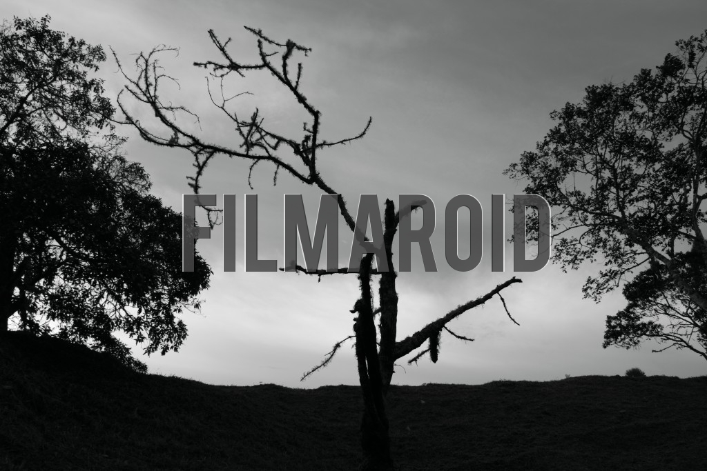 Black and white silhouette of trees - A large dead tree dividing the landscape framed by a hill and two other trees