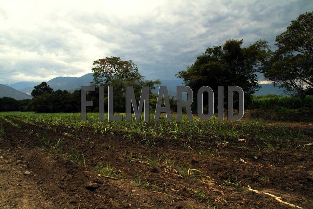 Plantation field framed by meadows trees mountains and cloudy sky Plantation field framed by meadows trees mountains and cloudy sky - Plantation field landscape in the region of Valle del Cauca in Colombia