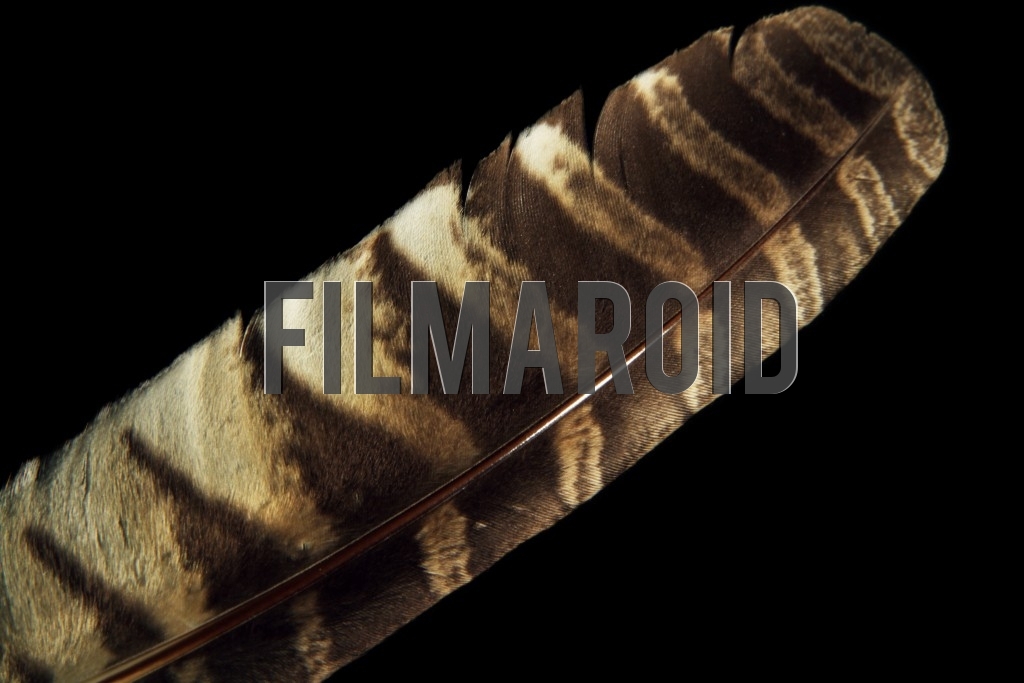 Closeup of a large hawk feather - Detail shot of a hawk feather with rich dark brown pattern stripes and detailed edges against a pitch black background