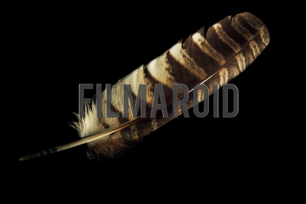 Large isolated hawk feather with rich dark brown pattern stripes and detailed edges against a pitch black background