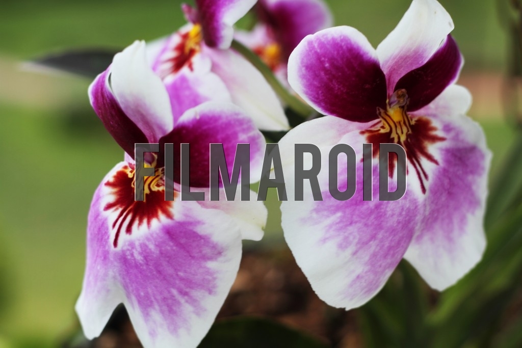 Colombian orchids with purple and white tones