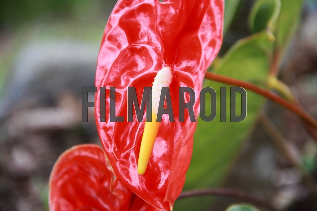 A bright red Flamingo Lily with detailed white and yellow spadix