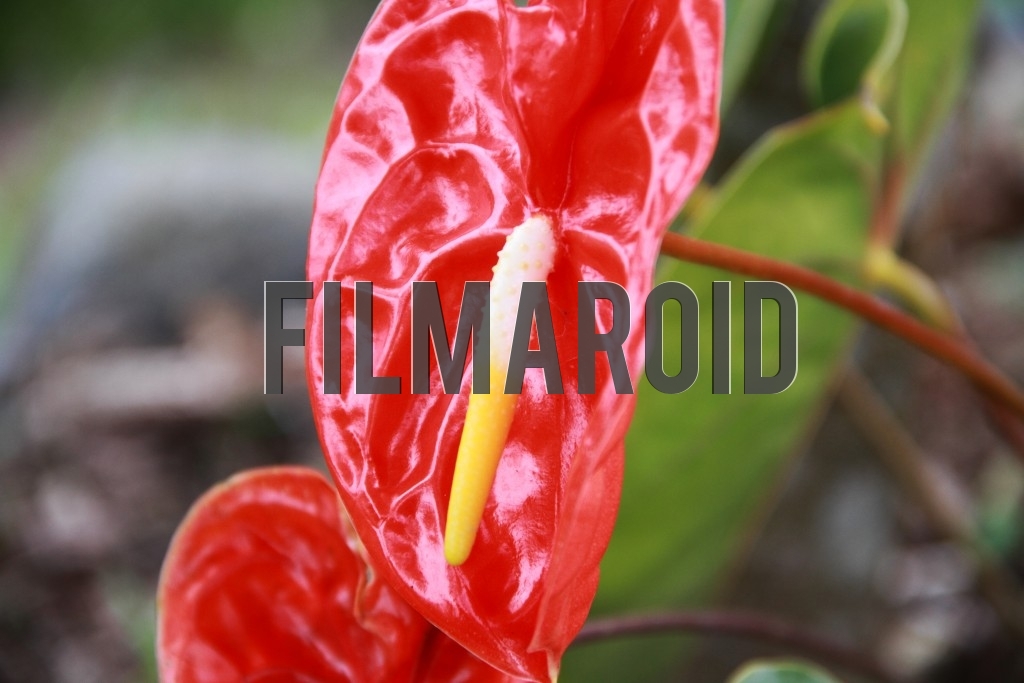 Red Flamingo Lily with yellow white spadix Red Flamingo Lily with yellow white spadix - A bright red Flamingo Lily with detailed white and yellow spadix