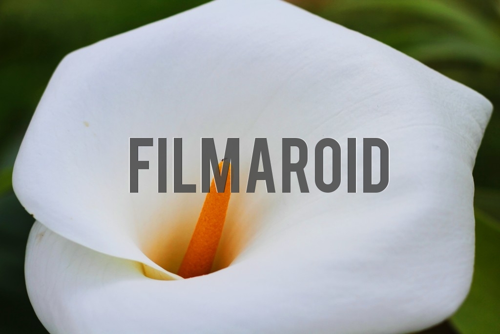 A Calla Lily with a tiny insect in its center