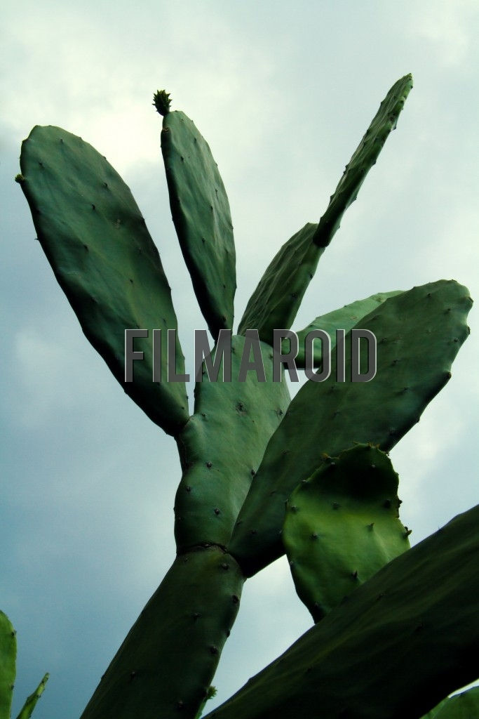 Exotic cactus view or silhouette with lots of texture and details against the sky during one summer afternoon