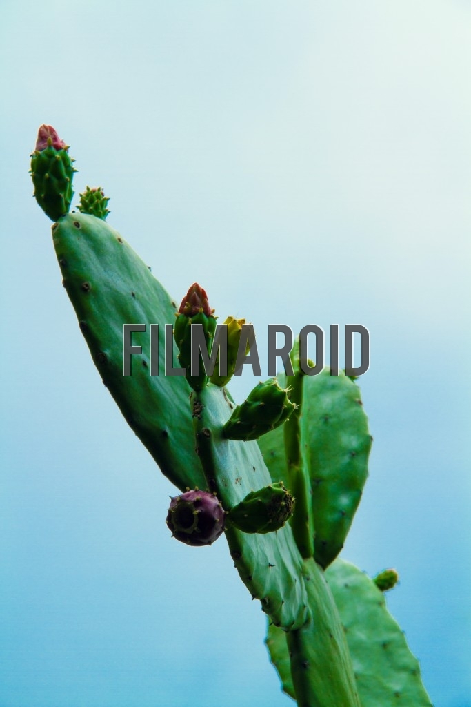 A massive cactus seen against the blue summer sky with exotic red and yellow flowers in bloom