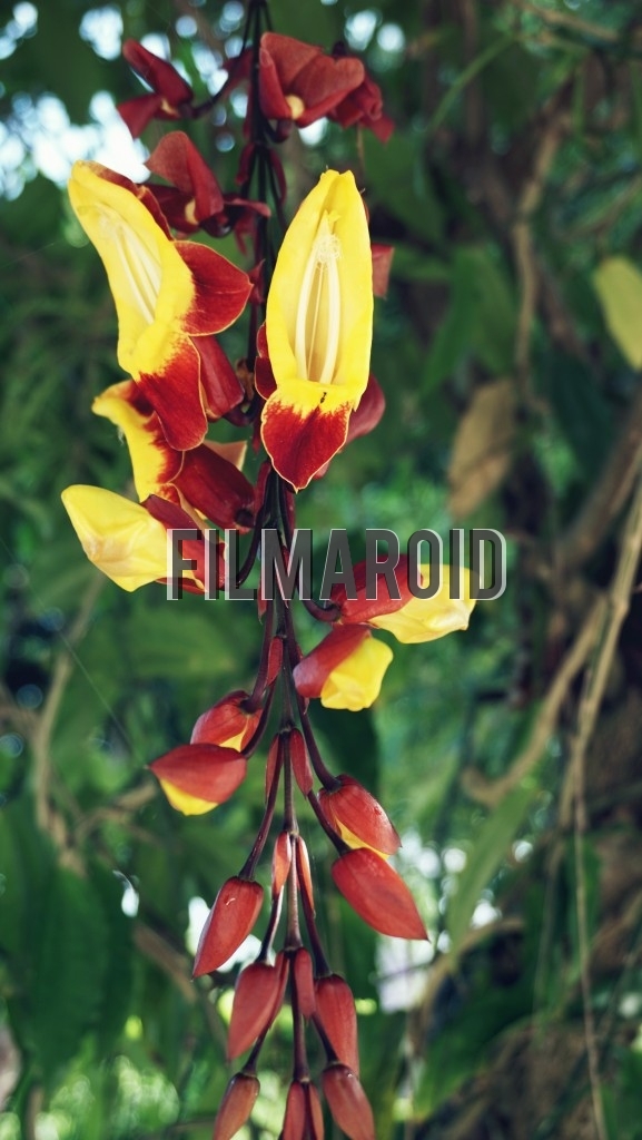 A group of exotic yellow and red flowers some with wide open petals to attract insects