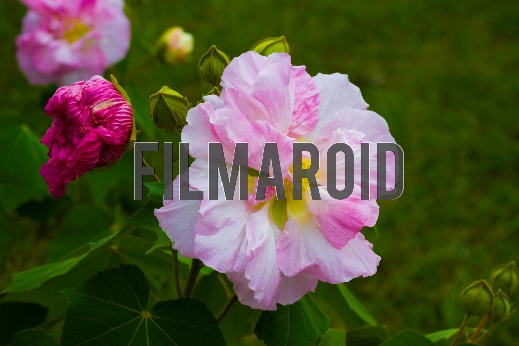 A big pink and magenta rose with wide petals found in a garden and seen surrounded by rose buds