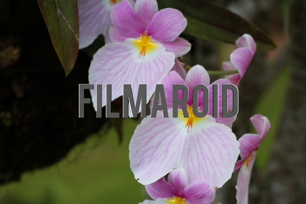 Group of orchid flowers with pink and white shades from Colombia