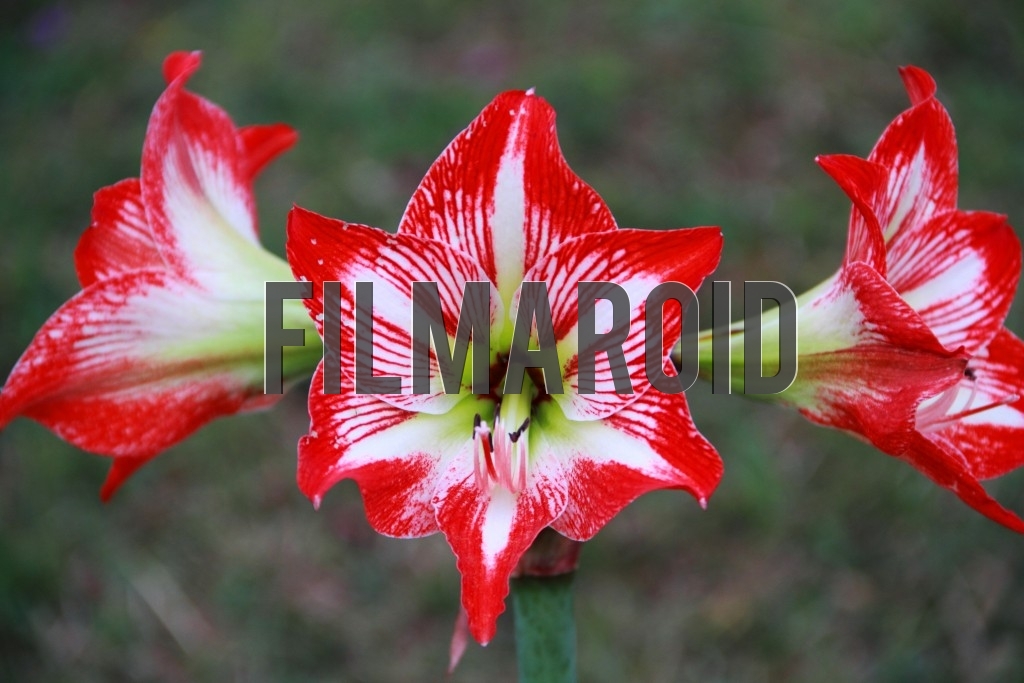 Group of three red and white lilies against garden background