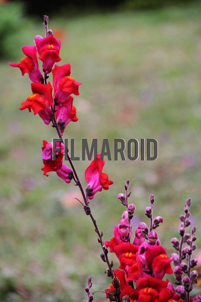 Long stem of bright red flowers against garden background