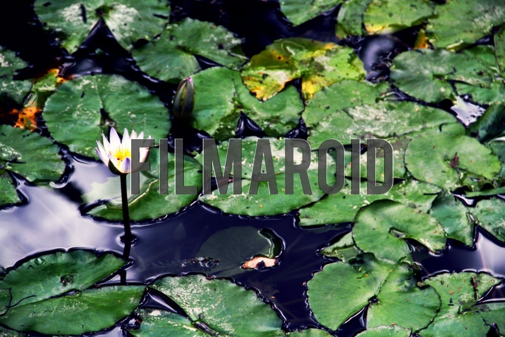 A water Lily resting in pond surrounded by leaves and roots