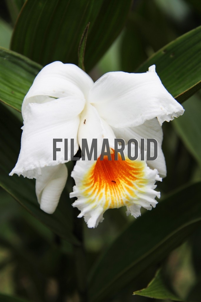 White Orchid with ants White Orchid with ants - A bright white Orchid with a couple of ants moving across petals