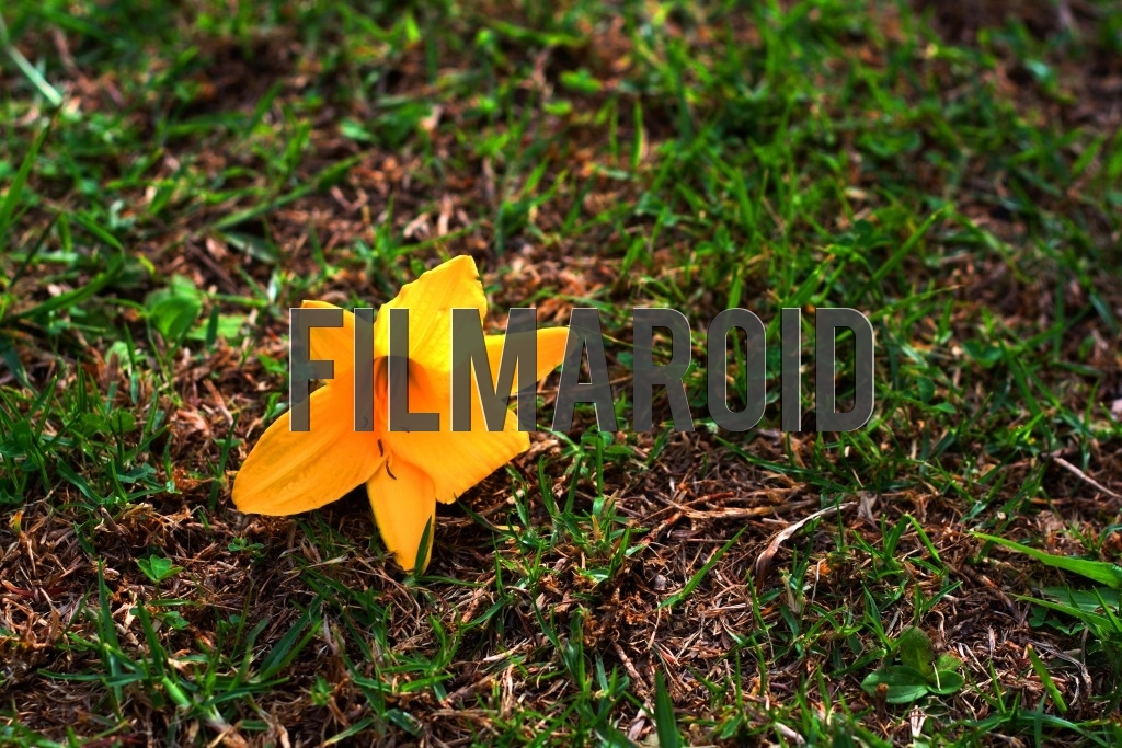 A bright yellow Lily resting over short green grass