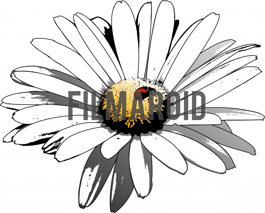 White Daisy flower vector illustration in pop art style Beautiful isolated and realistic white blooming daisy flower with textures and shadows and a ladybug resting on the center in grunge style