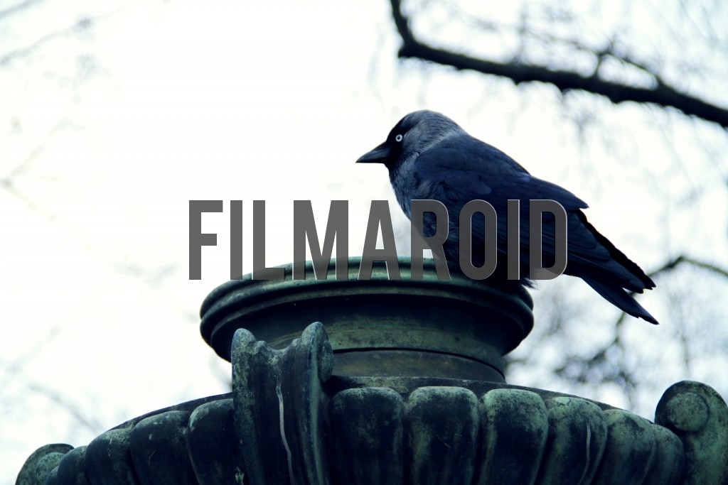 Beautiful black bird standing on lamp Beautiful black bird standing on lamp - A beautiful black bird rests on the top of an art nouveau park lamp during one winter afternoon
