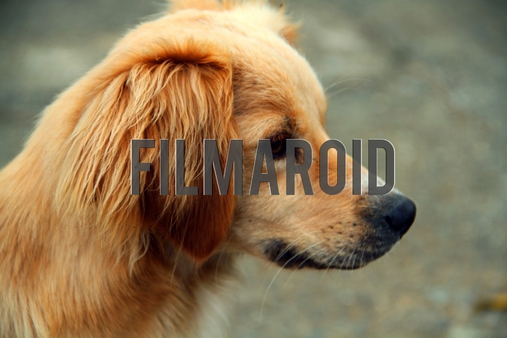A wild blonde dog viewed from profile looking at something in the distance