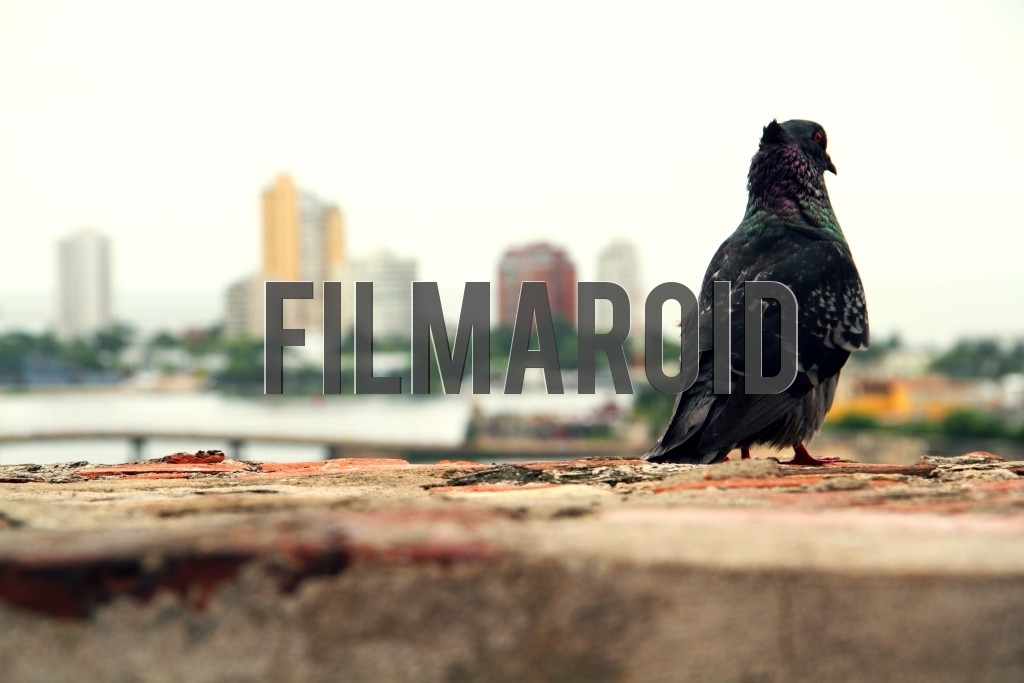 A dove standing on the edge of wall and coastal city on background