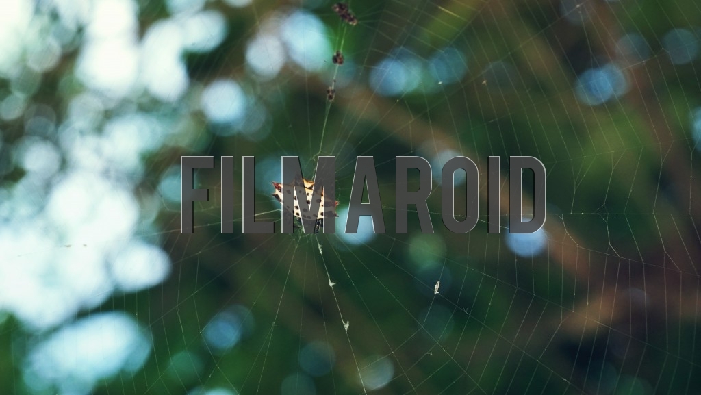 Exotic spotted spider in its web Exotic spotted spider in its web - An exotic spotted spider with crab shaped body in the middle of the web