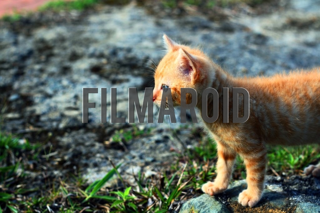Red Tabby kitten in garden Red Tabby kitten in garden - A Red Tabby Kitten wandering around the garden