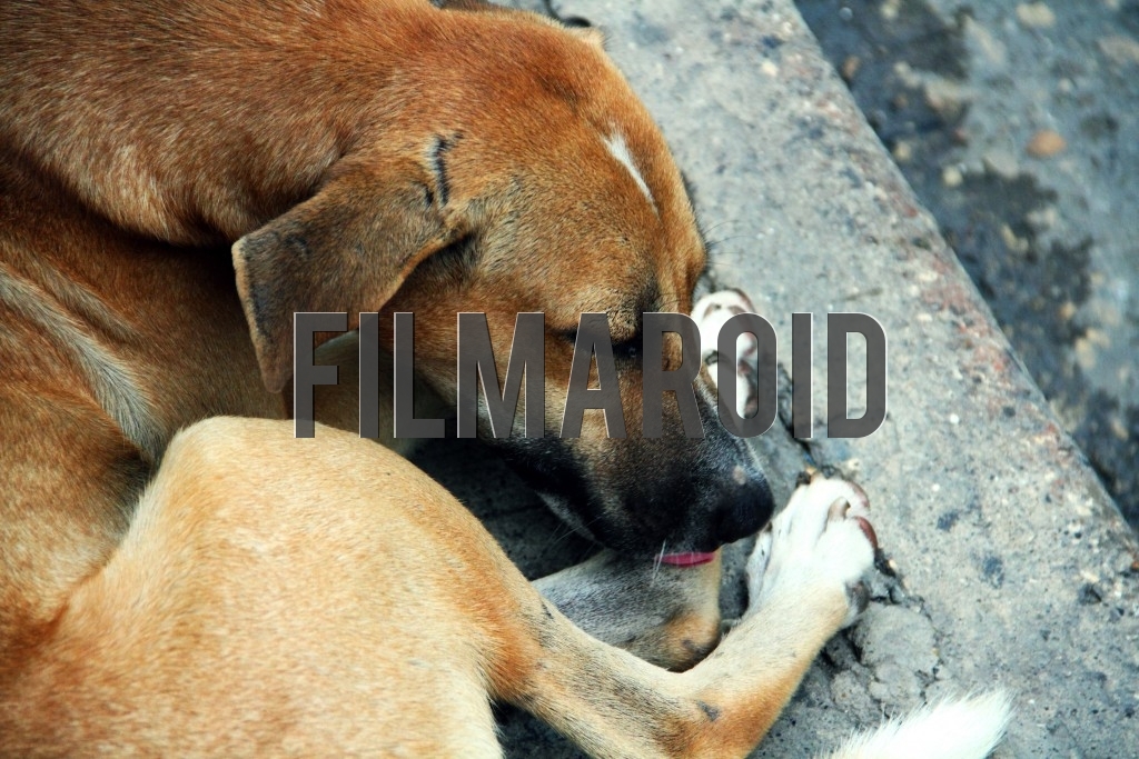 Street dog resting and licking paws Street dog resting and licking paws - A street dog lying on sidewalk and licking paws