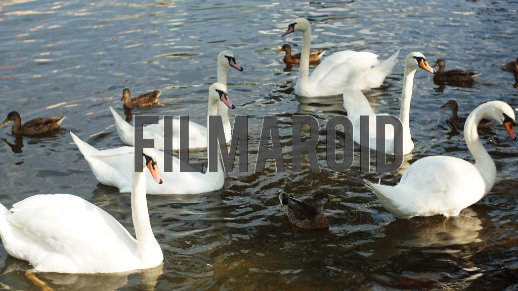 A group of Swans and Ducks swimming in the Vltava river in Prague