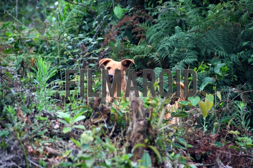 A wild dog hiding behind branches and other vegetation
