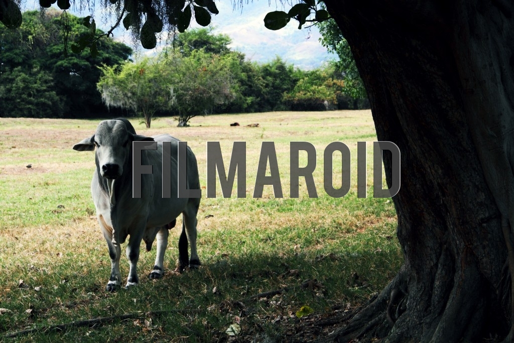 Adult Zebu cattle resting by tree Adult Zebu cattle resting by tree - Adult Zebu cattle seen in farm and resting under the shadow of large tree