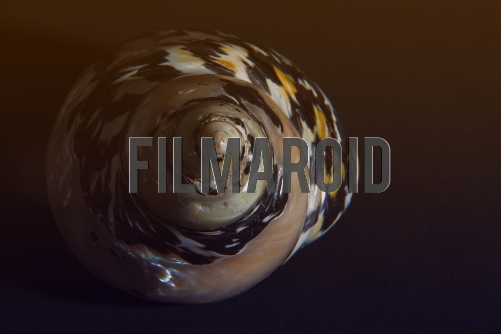 Beautiful shiny and colorful seashell with interesting texture and patterns isolated against dark background