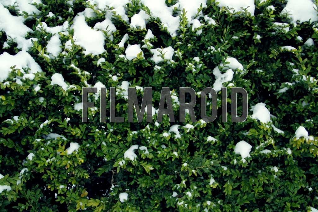 Bright green small leaf plants covered by fresh snow during one winter morning