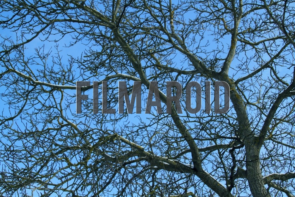 Multiple tree branches covered in some snow and spreading over the frame extension and background