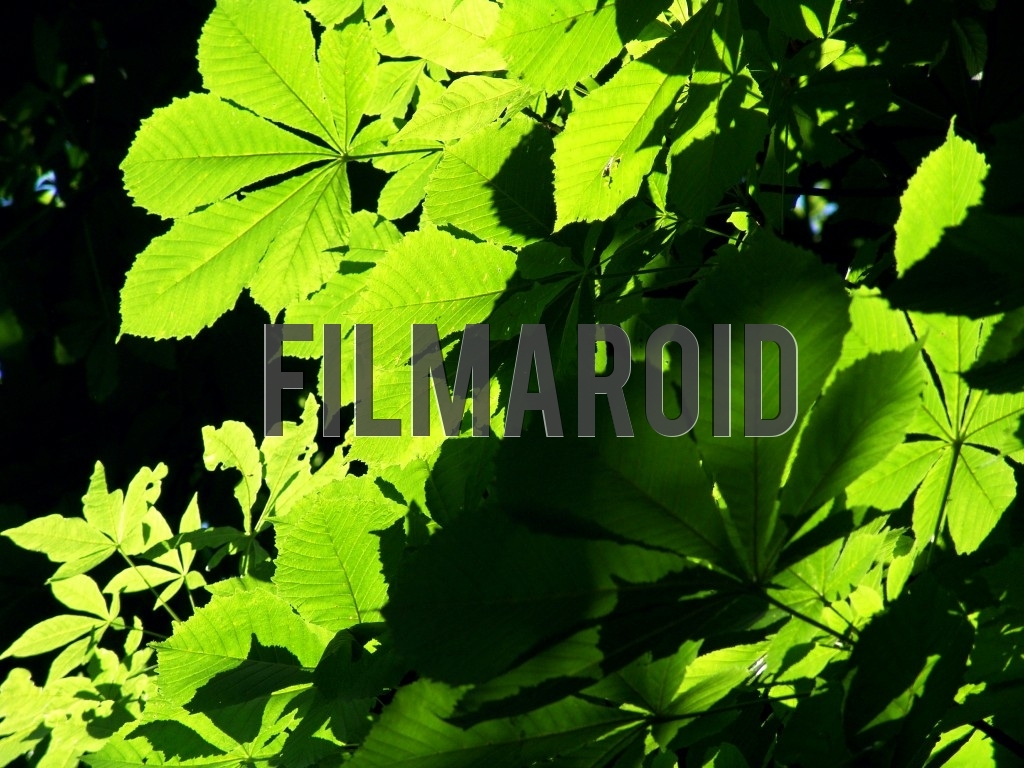 The sunlight coming across large leaves during a sunny summer afternoon
