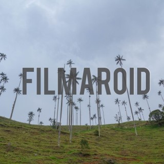 South american landscape with tall wax palm trees and green pastures - A collection of stock photos about Landscapes