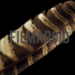 Closeup of large hawk feather black background - A collection of stock photos about the Odd and Bizarre