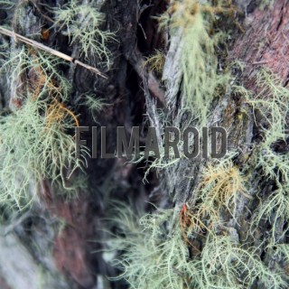 Moss hairs growing in wood texture - A collection of stock photos about different Textures
