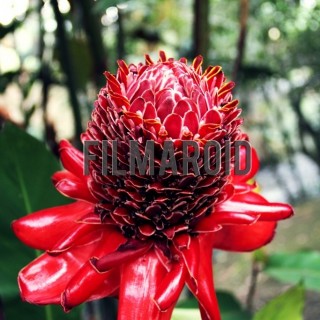 Big exotic red flower colombia - A collection of stock photos about beautiful and exotic Flowers