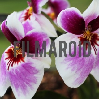 Bright purple white orchids - A collection of stock photos about beautiful and exotic Flowers