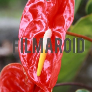 Bright red flamingo lily - A collection of stock photos about beautiful and exotic Flowers