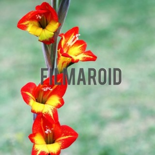 Bright red yellow exotic flowers - A collection of stock photos about beautiful and exotic Flowers