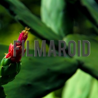 Closeup cactus exotic red flower - A collection of stock photos about beautiful and exotic Flowers