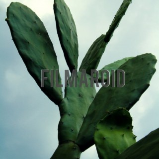 Exotic isolated cactus against sky - A collection of stock photos about beautiful and exotic Flowers
