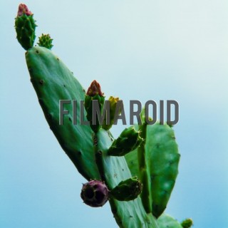 Exotic isolated cactus with blooming flowers - A collection of stock photos about beautiful and exotic Flowers