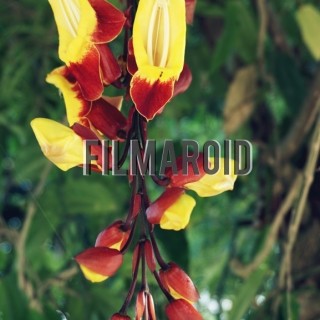Exotic yellow red flowers - A collection of stock photos about beautiful and exotic Flowers