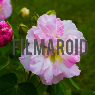 Pink magenta rose in garden - A collection of stock photos about beautiful and exotic Flowers