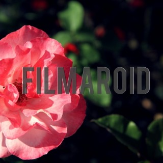 Pink rose in garden - A collection of stock photos about beautiful and exotic Flowers