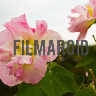 Pink rose with big petals - A collection of stock photos about beautiful and exotic Flowers