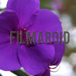 Purple exotic flower colombia - A collection of stock photos about beautiful and exotic Flowers