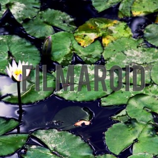 Water lily in pond - A collection of stock photos about beautiful and exotic Flowers