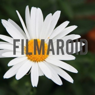 White daisy garden - A collection of stock photos about beautiful and exotic Flowers