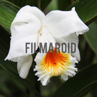 White orchid with ants - A collection of stock photos about beautiful and exotic Flowers